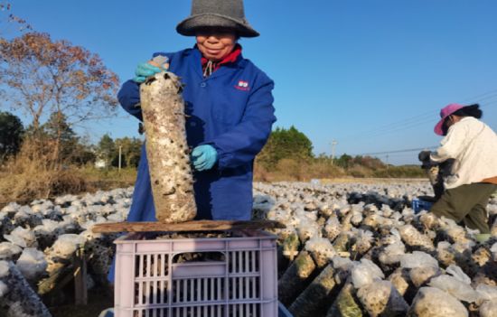 圖為永豐縣煙區(qū)煙農正在采摘黑木耳