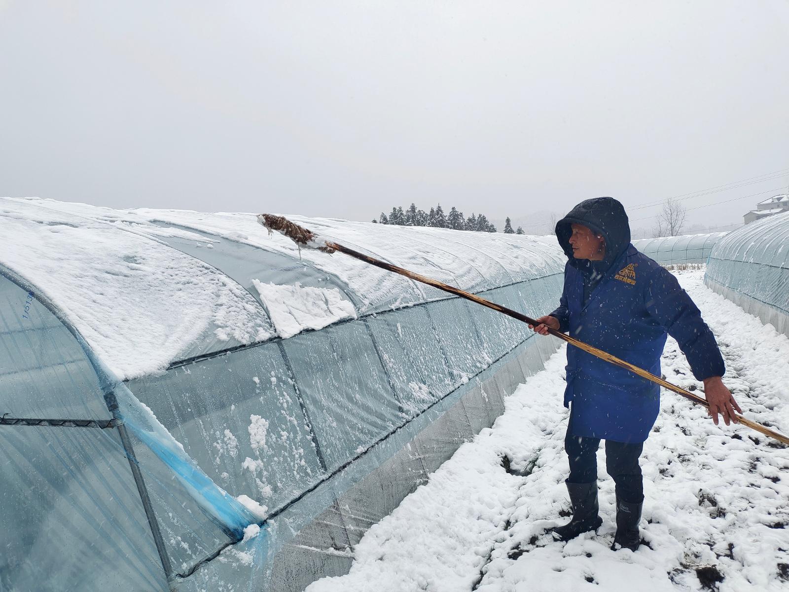 圖為煙技員掃除移動育苗棚頂?shù)姆e雪.jpg