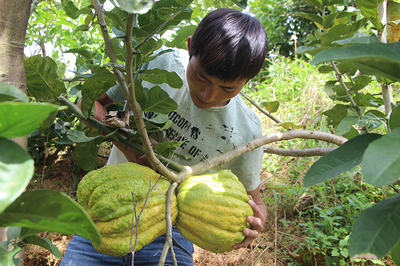 農戶正在采收成熟的陽旺田香櫞資料圖茶瀟琦攝