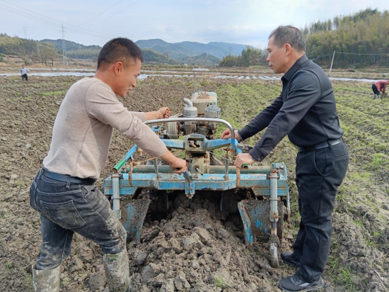 圖為煙技員指導煙農進行施肥蓋膜