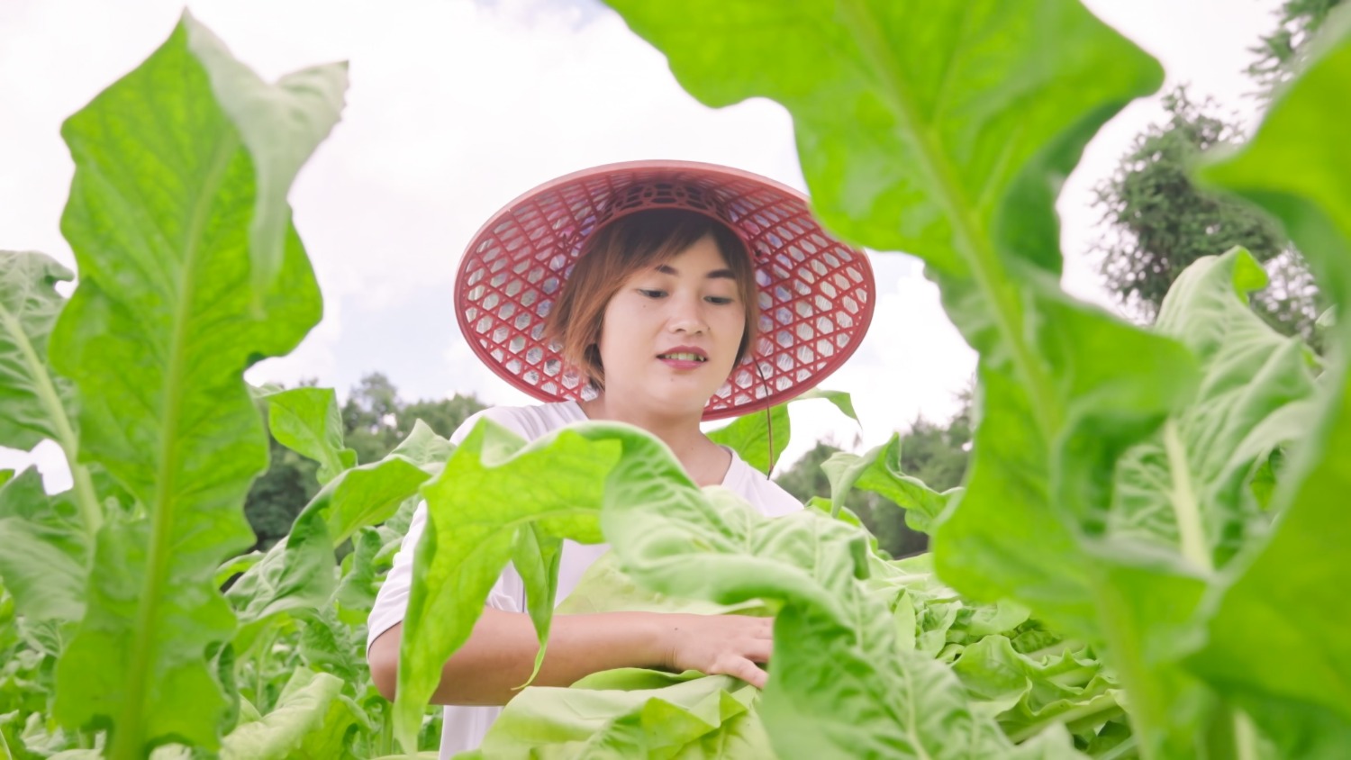 楊曉菊在煙田里忙碌.jpg