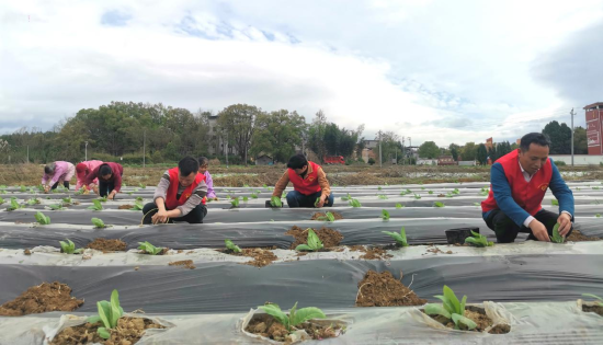 圖為田心煙站黨員幫助煙農進行小培土