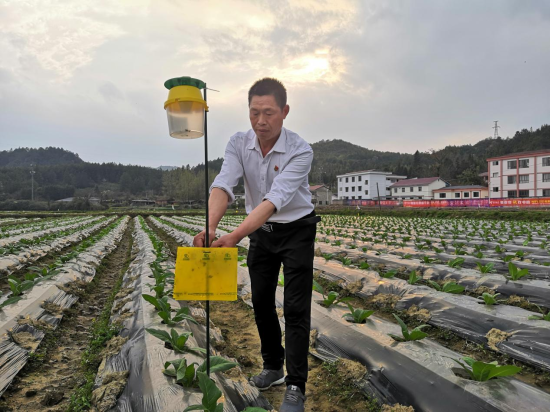 圖為煙技員幫助煙農(nóng)安裝性誘捕器