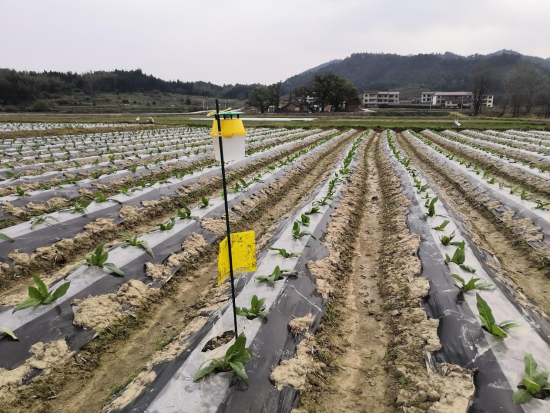 圖為煙農(nóng)饒賢柱煙田