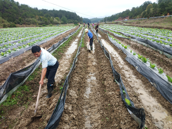 圖為煙農(nóng)正在搶抓雨停時機進行手工培土