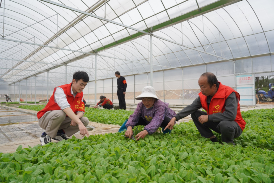 圖為安福縣煙草專賣局黨員技術員送技到苗棚.