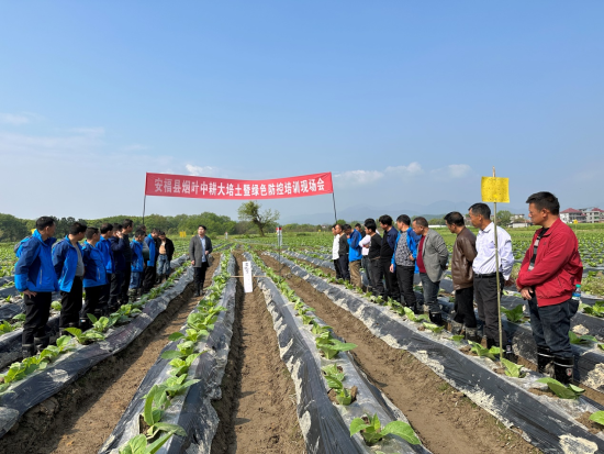 圖為安福縣煙草專賣局組織技術員和煙農召開現場培訓會