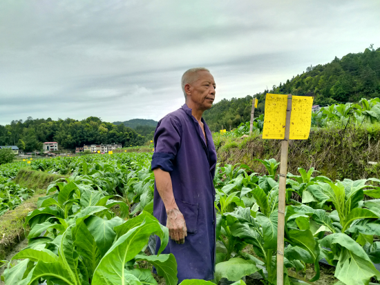 圖為溫啟發(fā)正在煙田里觀察粘蟲(chóng)板粘蟲(chóng)效果 溫昌恭攝