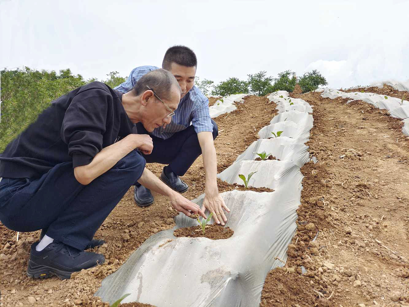 查看田間煙苗長勢.jpg