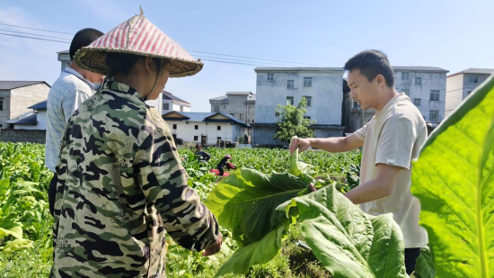 圖為天心煙葉工作站站長指導煙葉成熟采收工作