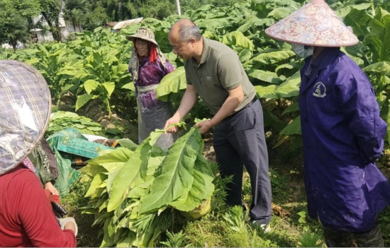 圖為會昌煙草技術(shù)人員在田間指導(dǎo)工人采收煙葉