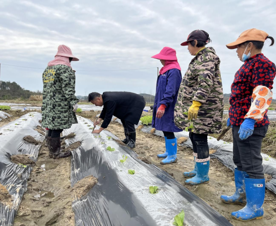 圖為沿陂煙站煙技員正在田間指導煙農移栽煙苗