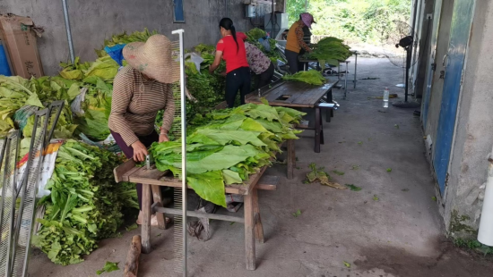 圖為煙農使用梳式煙夾開展夾煙作業(yè)