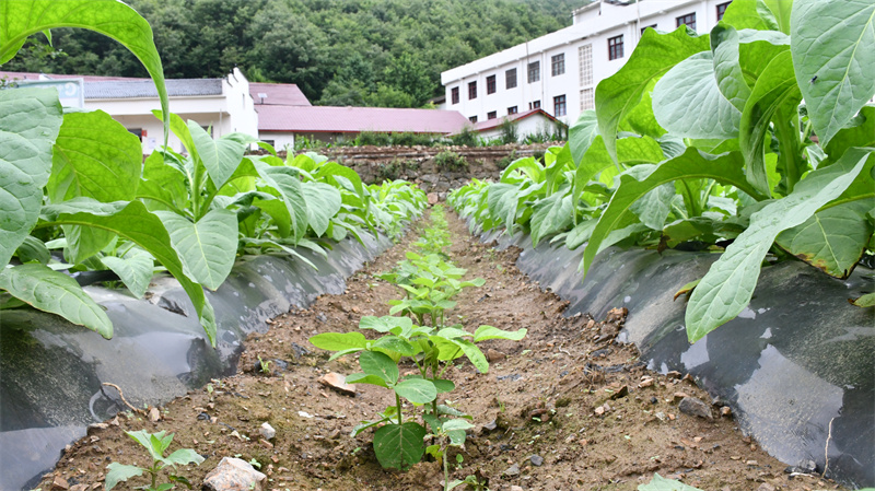 煙草病蟲害綠色防控