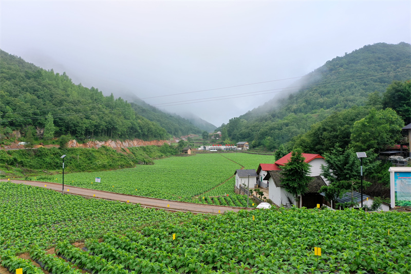 麻坪村煙葉產業