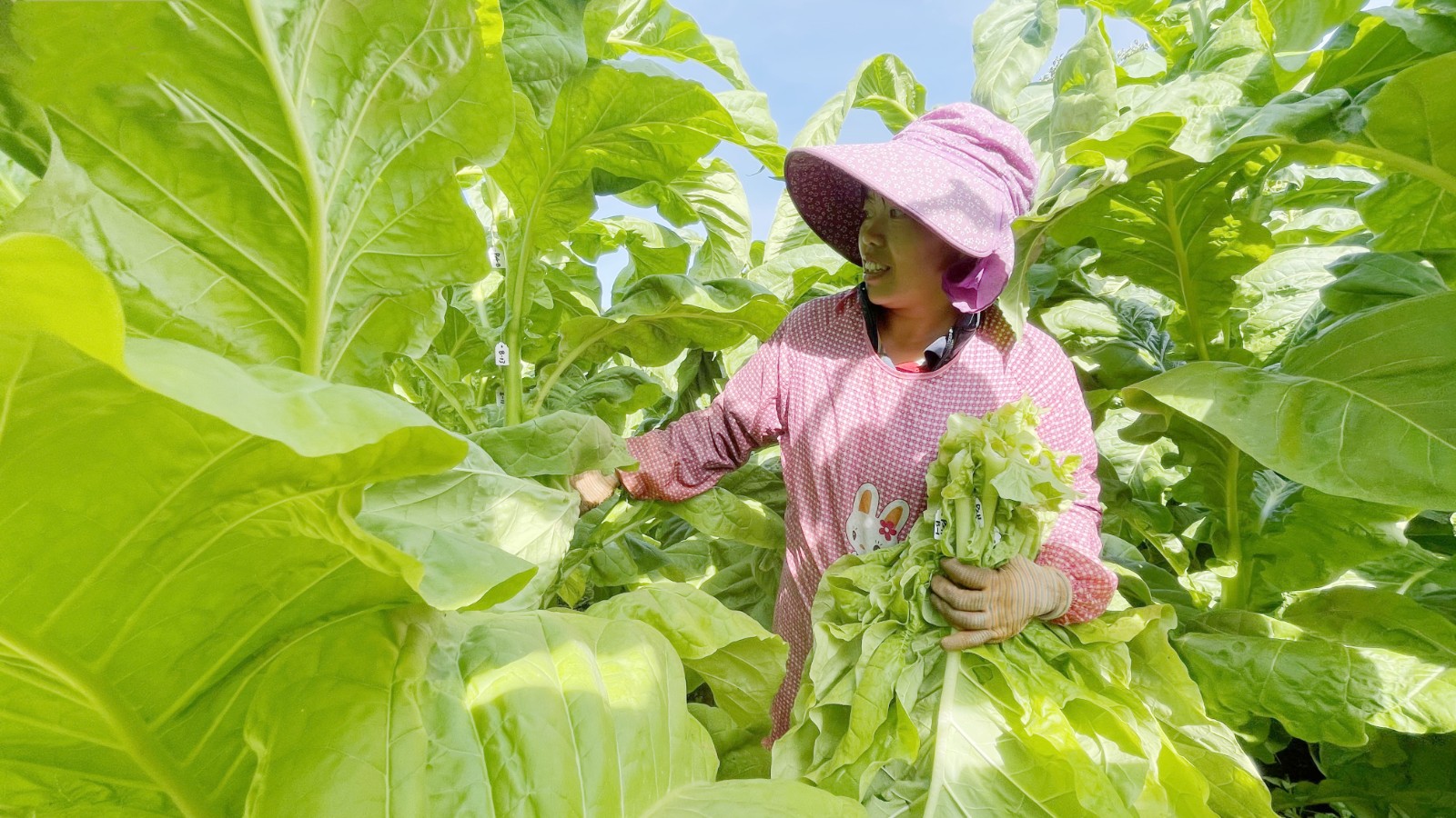 烤煙產業已成為攀枝花二半山區農業支柱產業.JPG