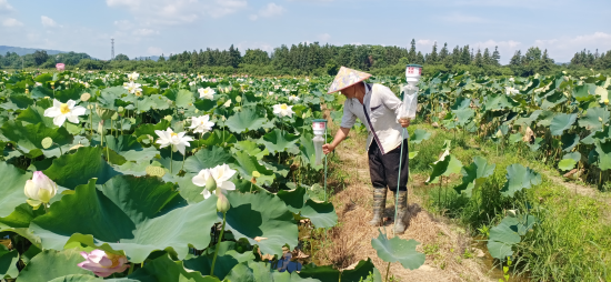 圖為煙農在蓮田安裝誘捕器