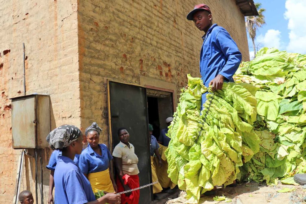 zimbabwe-curing-1024x683.jpg