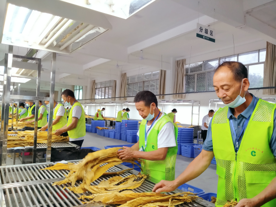 圖為石城縣高田煙葉收購點收購現場