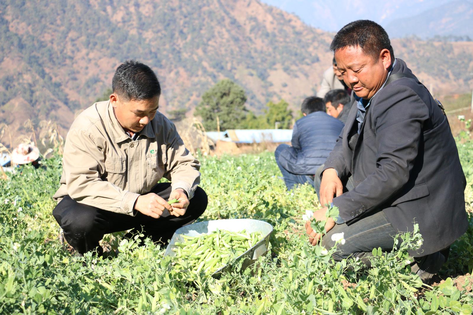 煙地后茬種植豌豆.JPG