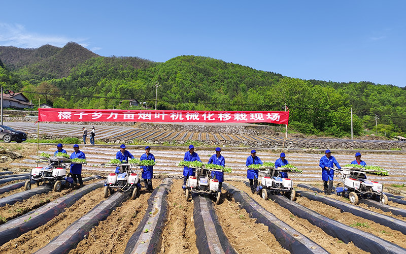 機械化移栽現場