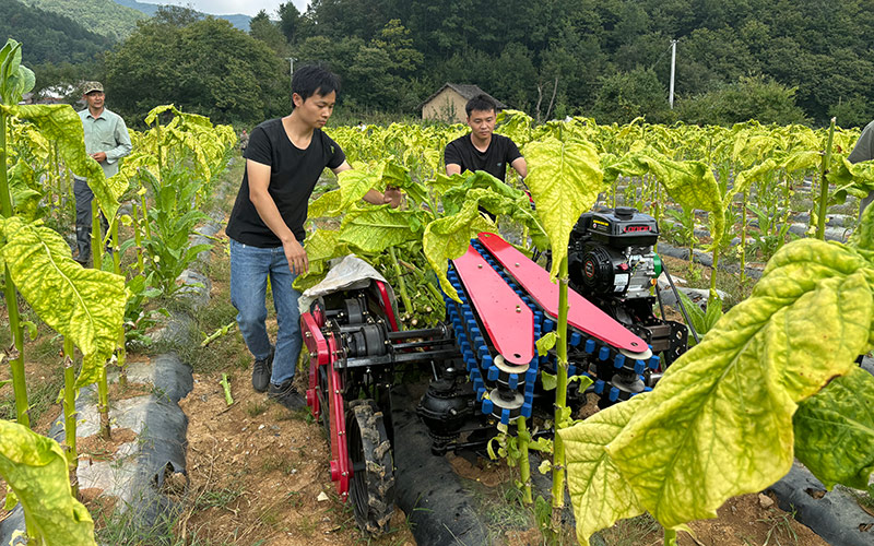 上部煙葉一次性帶莖采收機作業現場