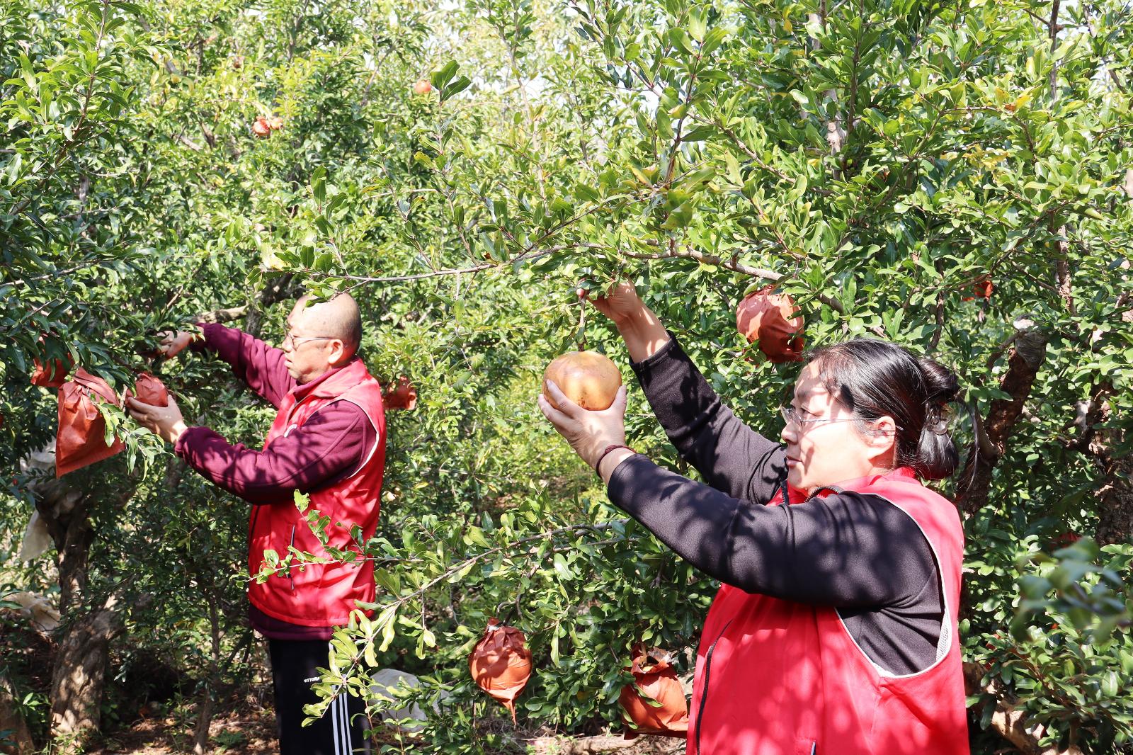 圖為黨員志愿者幫助果農采摘石榴