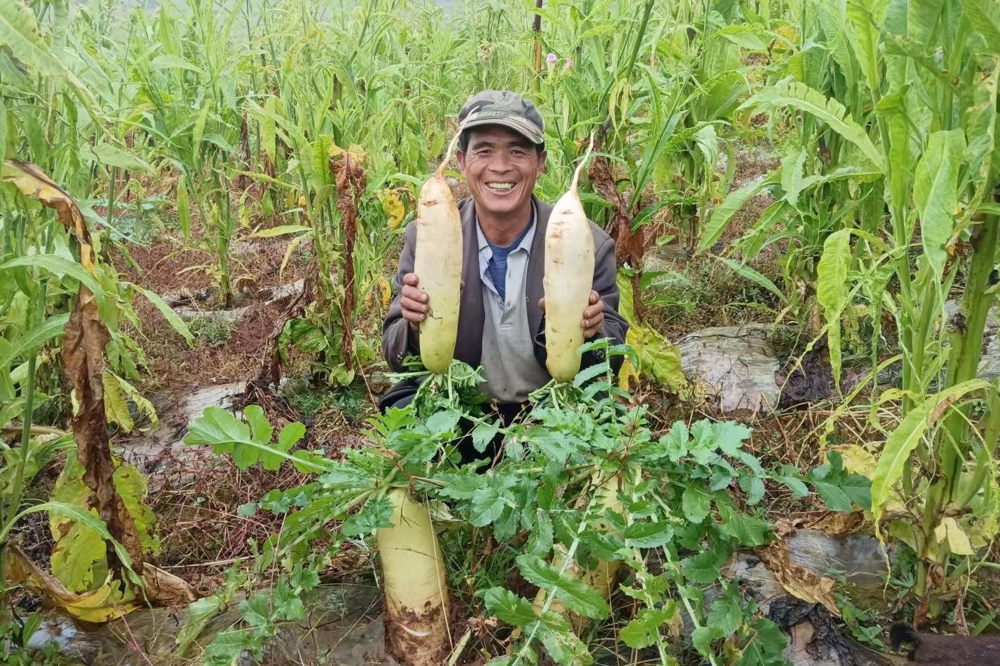 煙農(nóng)正在采收高山蘿卜.jpg