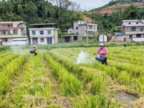 圖為煙農對種完煙后稻的煙田撒生石灰以改良酸性土壤.