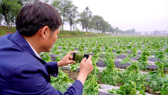 圖為峽江縣煙草專賣局煙技員正在收集受災情況