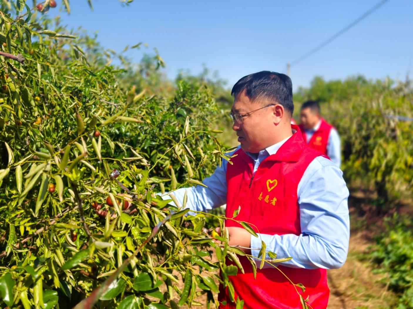 圖為幫助村民采收農(nóng)產(chǎn)品