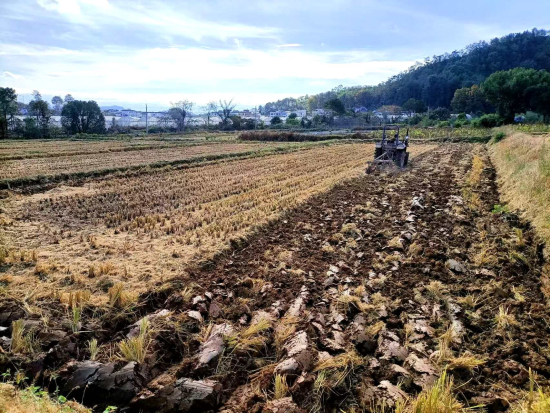 圖為石城縣煙田深翻現場