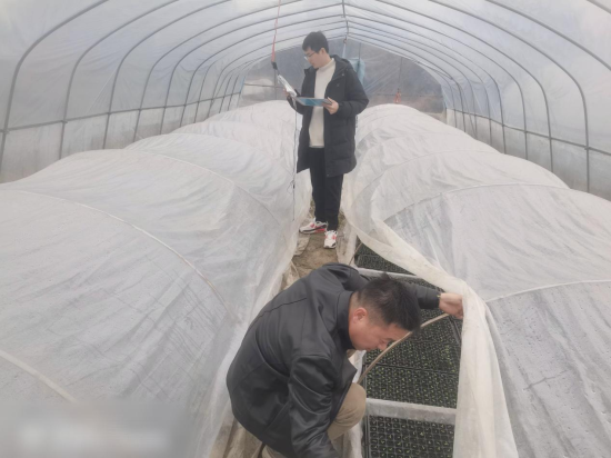 圖為安福縣寮塘煙站技術人員正在育苗棚內采集數據.p