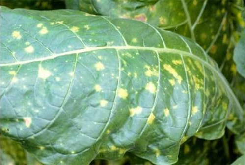 Blue-mold-mildew.jpg