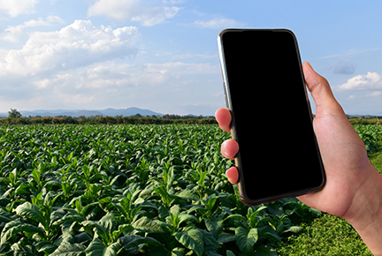 Phone-in-tobacco-field.jpg