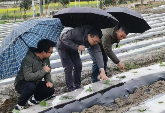 圖為會昌煙草技術人員冒雨察看高排鄉煙苗情況