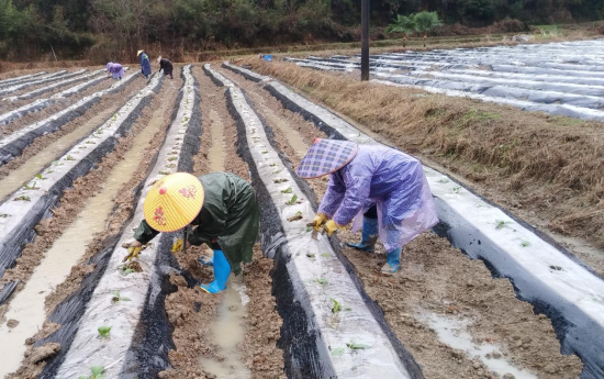 圖為會昌縣珠蘭鄉煙農雨后進行查苗