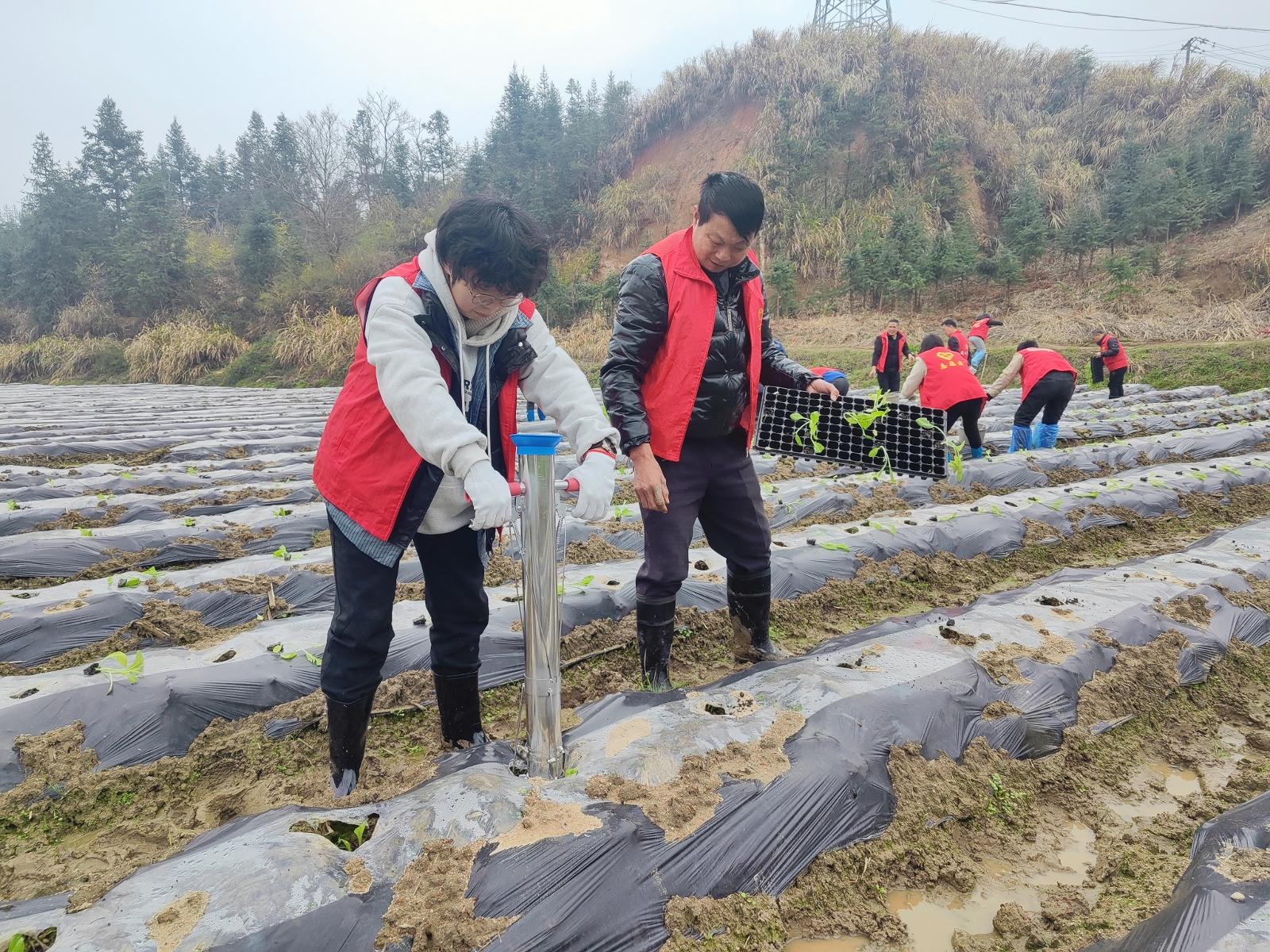 圖為志愿者開展助農移栽活動.jpg