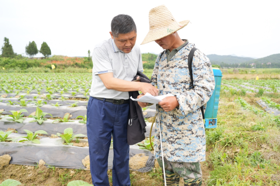 圖為農場主李青山與技術員共研煙葉病害