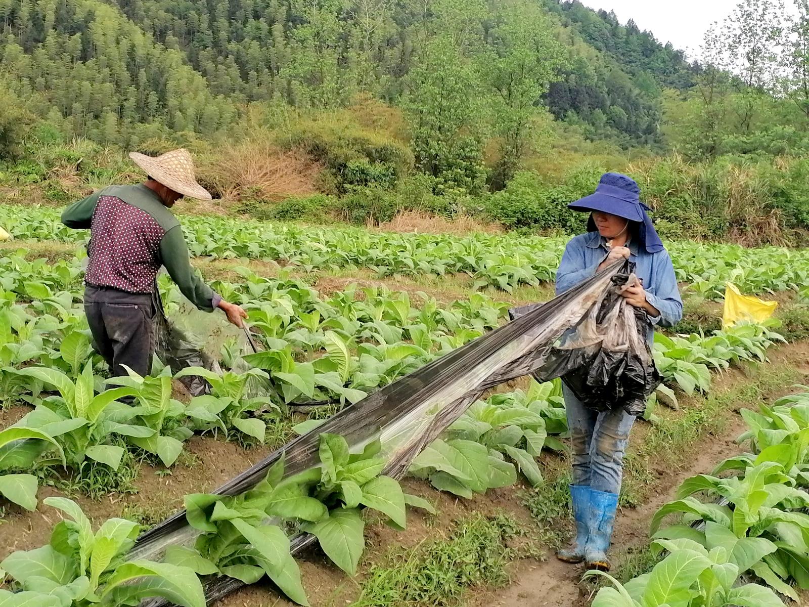圖為煙農在煙田里回收地膜.jpg
