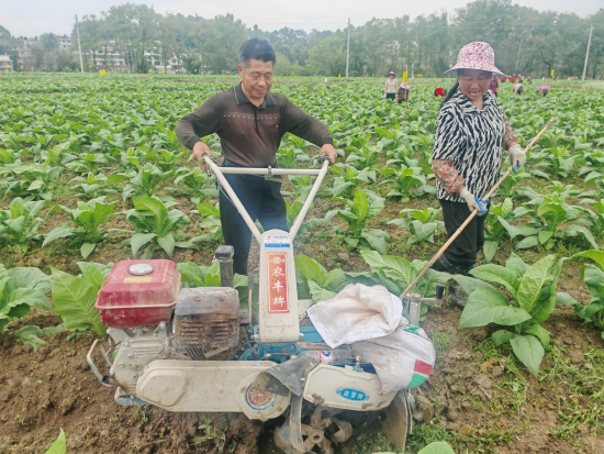圖為煙農(nóng)吳澤仁使用培土機(jī)械進(jìn)行培土
