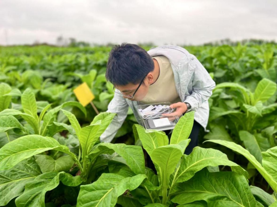 圖為煙技員正在釋放蚜繭蜂