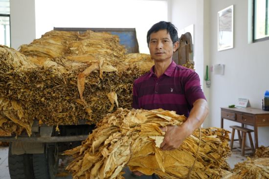 圖為煙農正在交售煙葉
